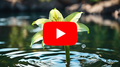 (Youtube Video) Peaceful Zen Music with the Soothing Image of a Flower in the Water.